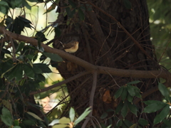 ニシオジロビタキ