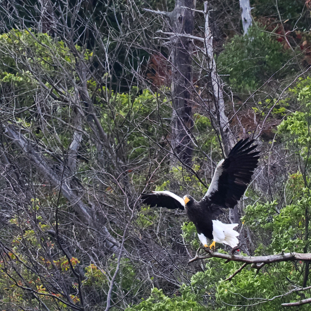 山本山のおばあちゃん
