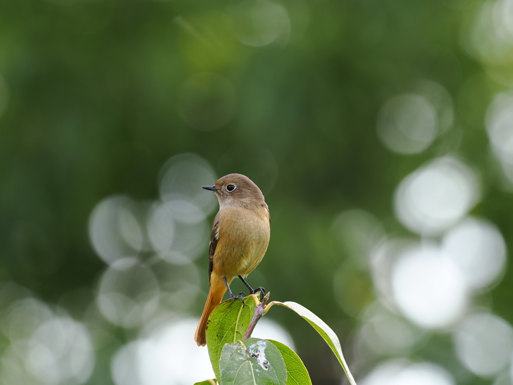 玉ボケ　ジョウビタキ
