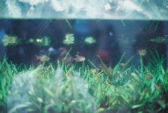 シーパラのお魚さん2