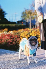 おパグさんの散歩ショット