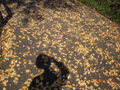 落ち葉も影も味