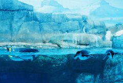 シーパラのペンギンさん