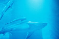 シーパラのサメさん