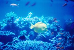 シーパラのお魚さん