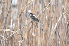 そんじょそこらのスズメ