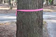 マッチでーーーす！