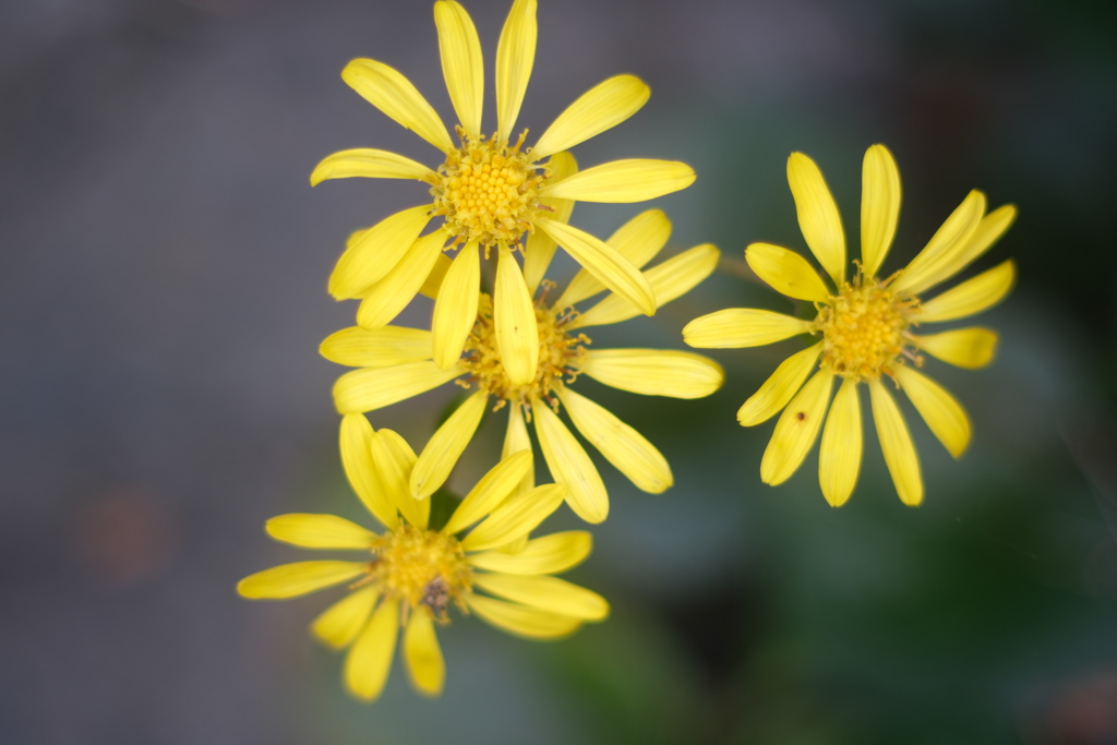 神社境内にひっそり咲く花
