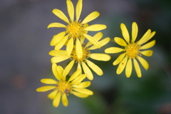 神社境内にひっそり咲く花
