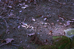 寒空の木漏れ日の色
