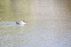 アジャ・コング?