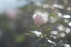 雰囲気だけで表現された薔薇