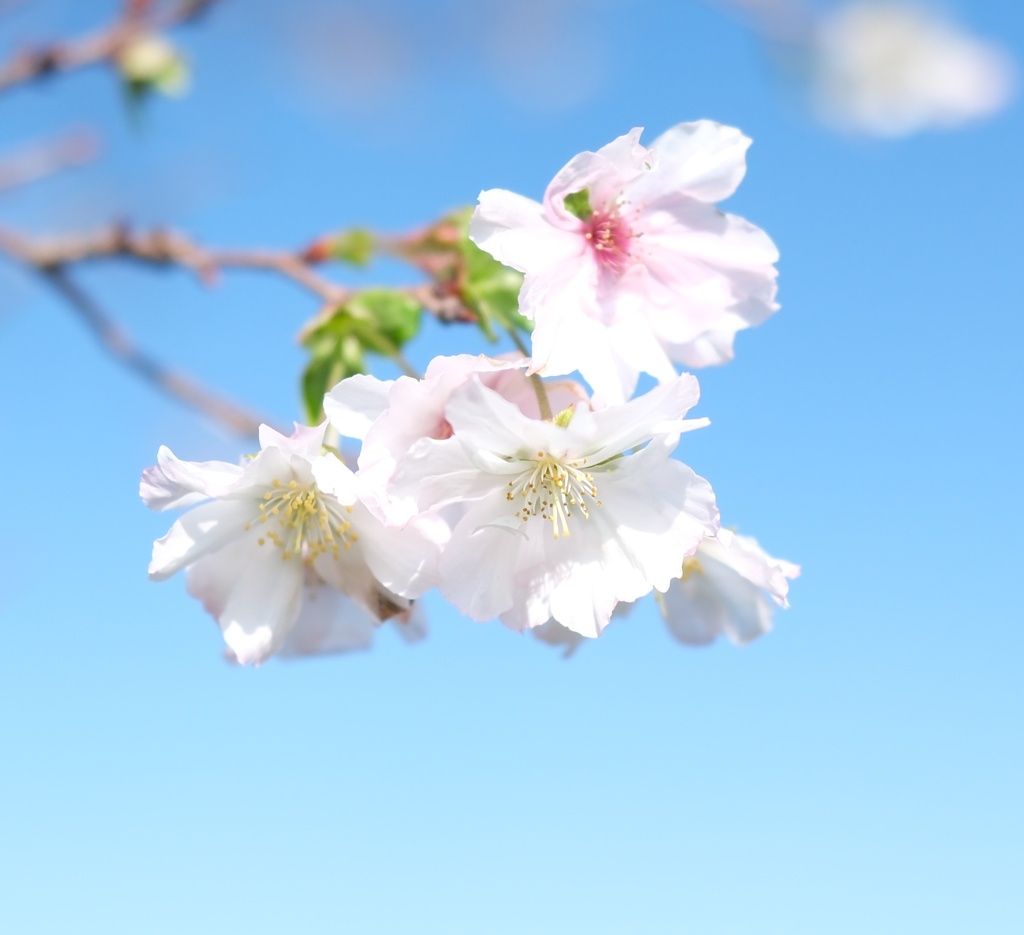 秋に咲いたせっかち桜