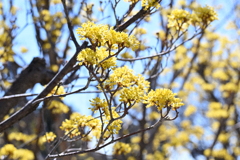 蝋梅？なんだろかの木