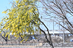 一本だけのミモザの木