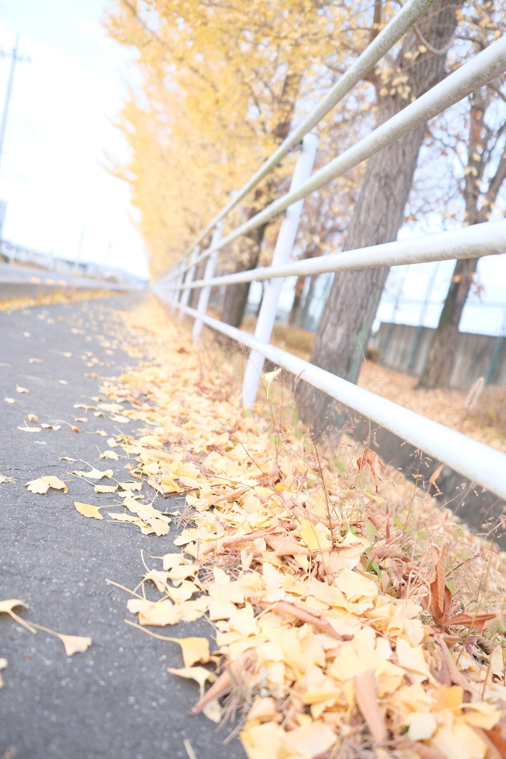 銀杏並木のその下で