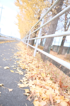 銀杏並木のその下で