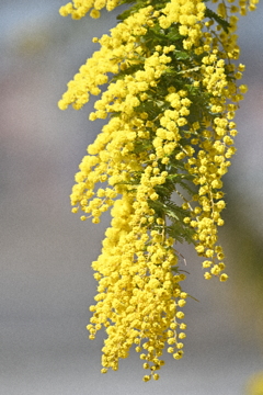 タプタプのミモザ