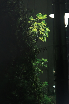 僕は３丁目の電柱です