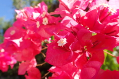 ブーゲンビリア
