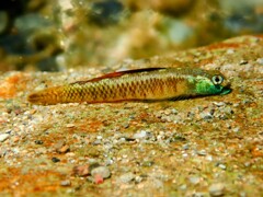 ナンヨウボウズハゼ