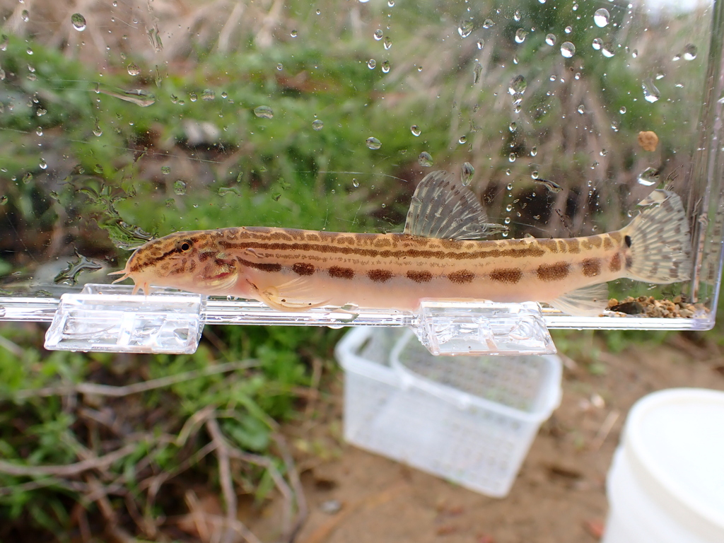 ヤマトシマドジョウA型