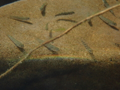 ヨシノボリたち