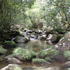 沖縄の渓流