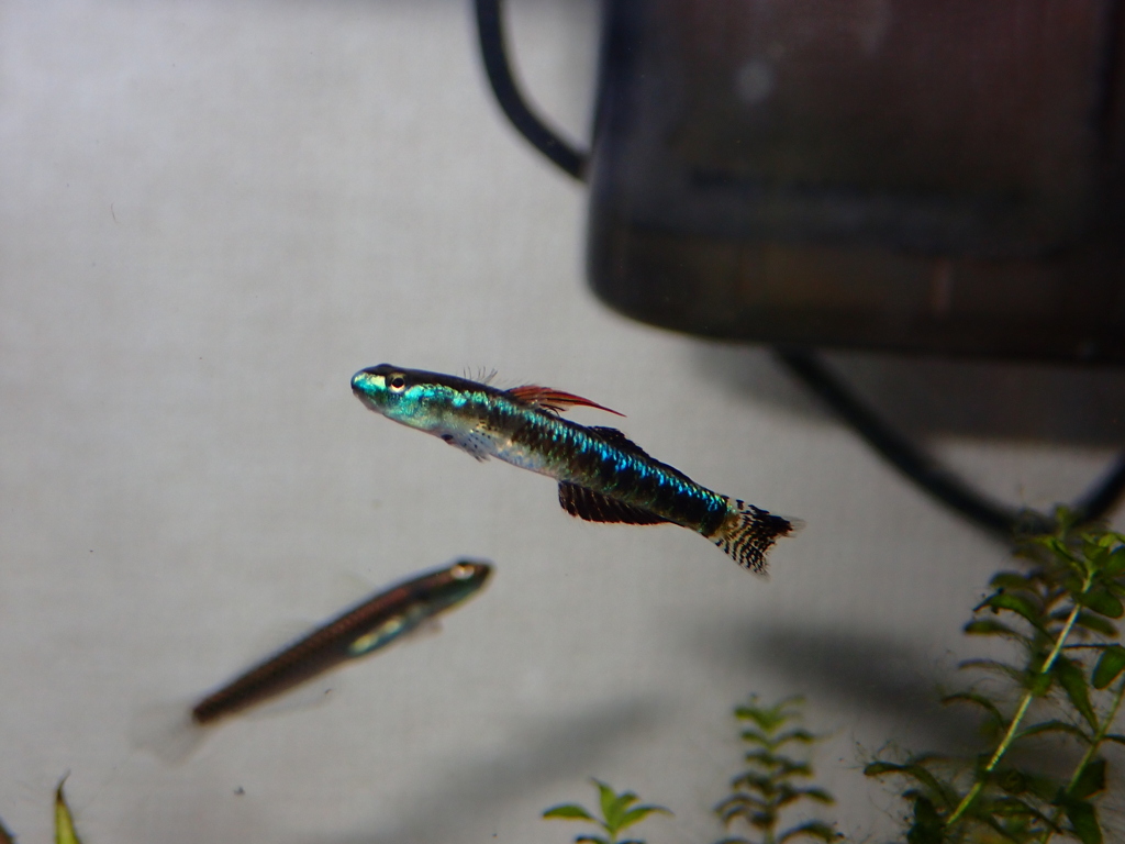 ナンヨウボウズハゼ