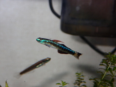 ナンヨウボウズハゼ