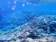 珊瑚礁
