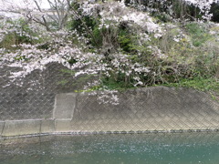 桜の川面