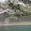 桜の川面