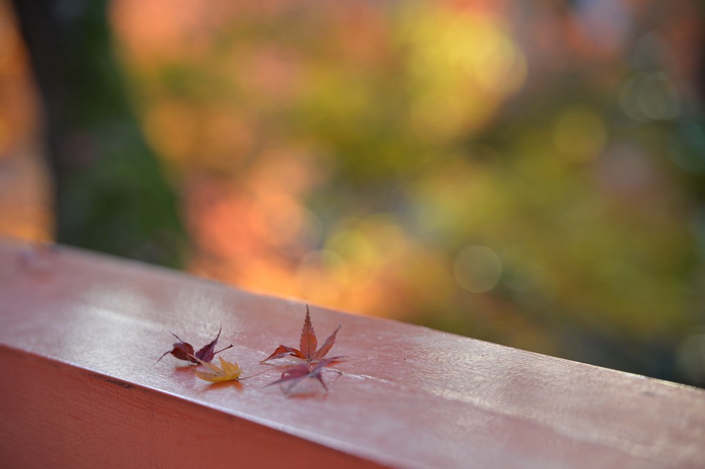 落ち葉