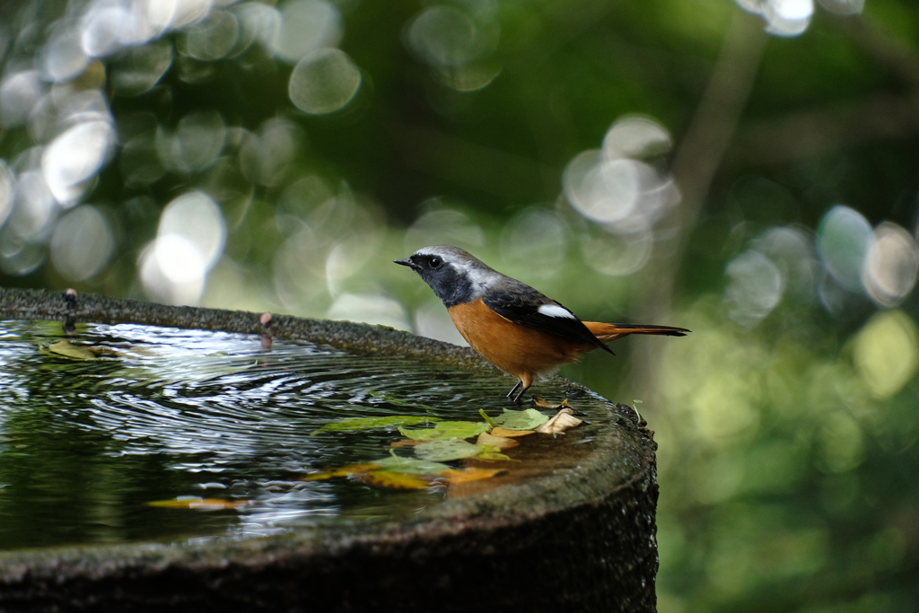 ジョウビタキさん