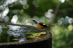 ジョウビタキさん