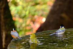 コラボレーション①