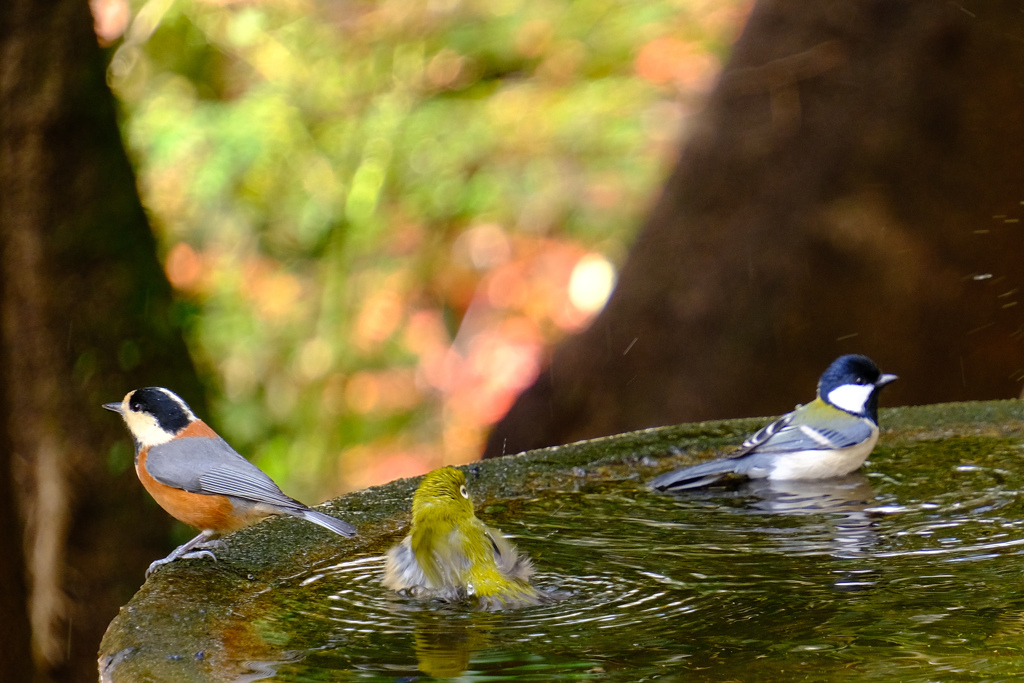 コラボレーション②