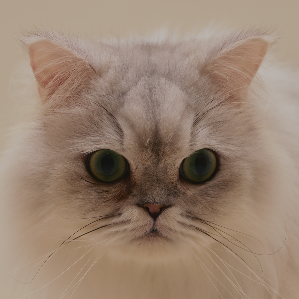 ふわふわなきみ(ΦωΦ)