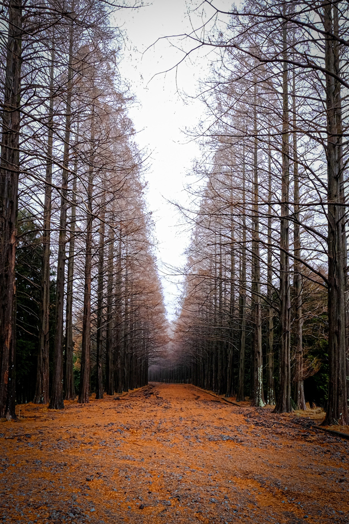 どこへ向かうのか