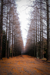 どこへ向かうのか