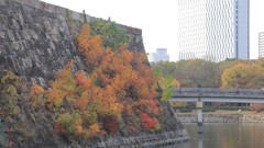 石垣の紅葉