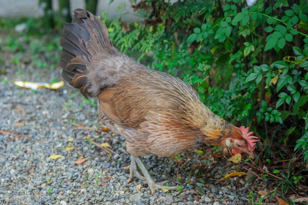 天岩戸神社の鶏