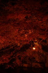闇夜に浮かび上がる紅葉