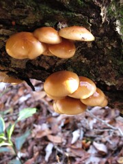 キノコ05