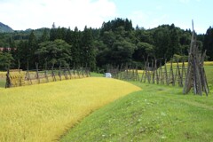 はざぎの風景06