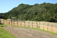 はざぎの風景07