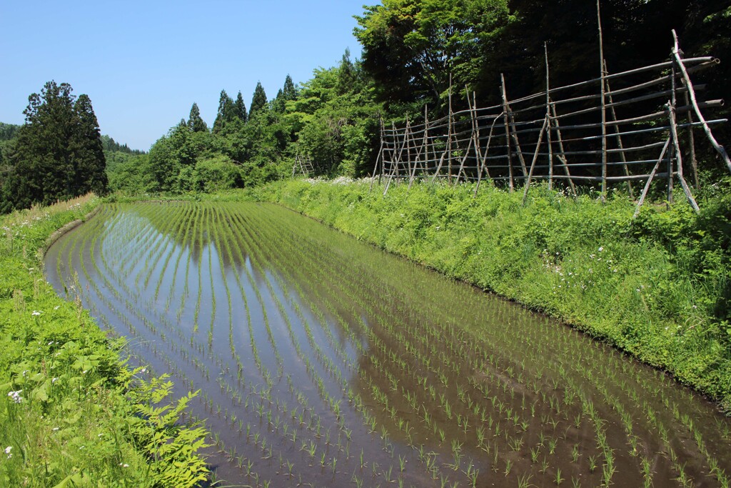 はざぎの風景04