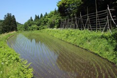 はざぎの風景04