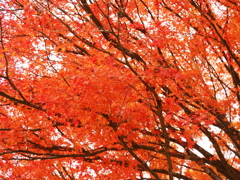 夏井川渓谷の紅葉